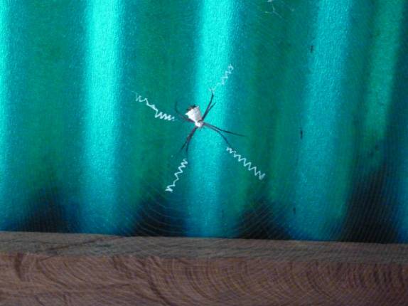 Nossa companheira de refúgio na Isla Ratón, em frente ao Salto Angel, no Parque Nacional Canaima, no sul da Venezuela